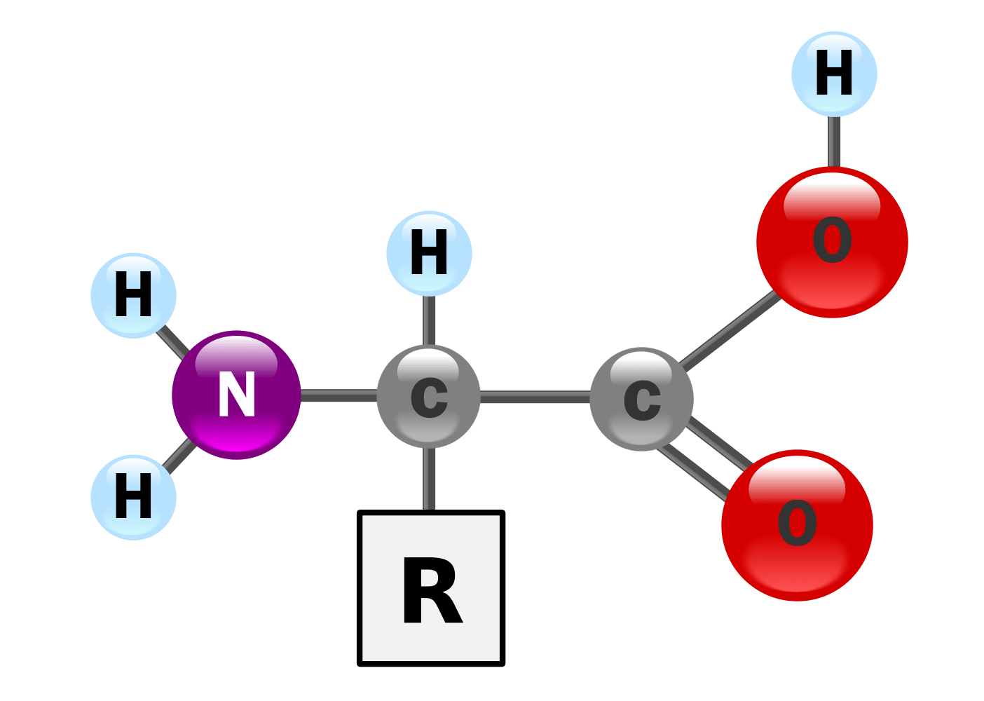 An image of an amino acid chain